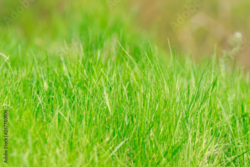 Perfect green background by the fresh grass. Blurred background.