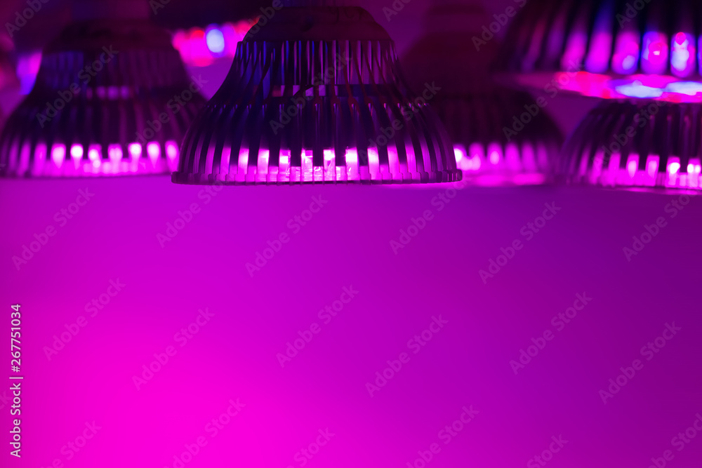 Naklejka premium LED Grow Light Full Spectrum phyto light lamps for plants, lightening of seedlings and plants in greenhouses. industrial cultivation of plants under artificial light. Soft focus.