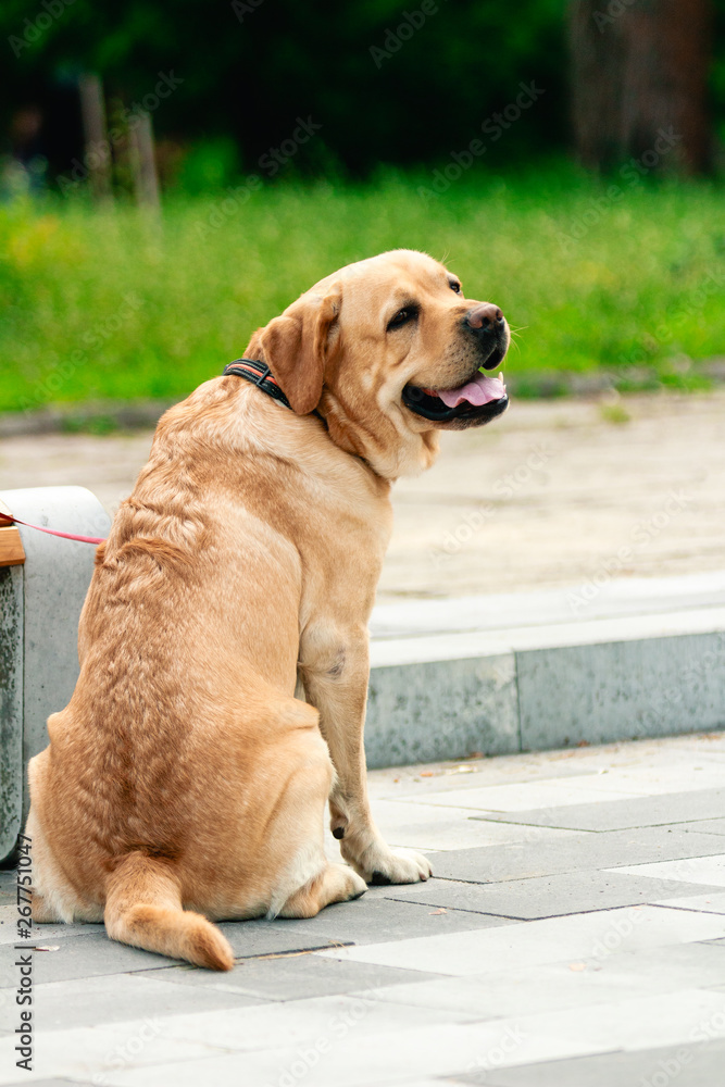 Lonely dog sitting in a public park waiting for his owners to come back
