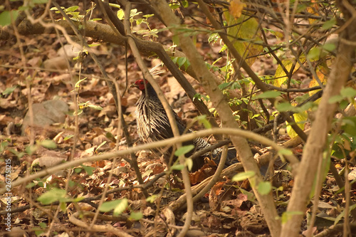 Jim Corbett national tiger reserve forest