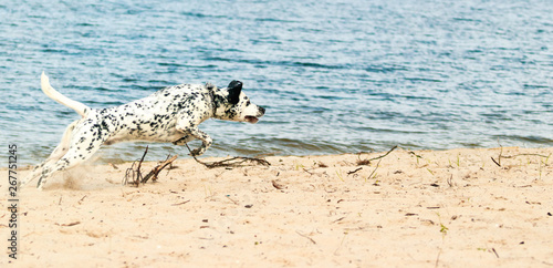 A white spotted dog running on the beach in a sunny hot day.