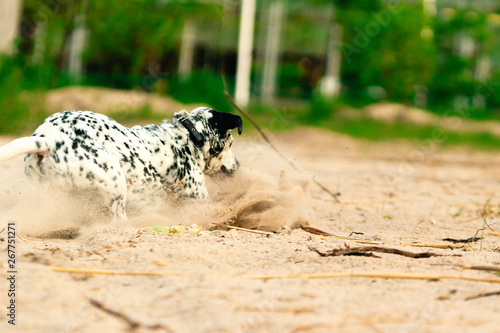 A dog playing in the sand. A white spotted and a happy dog playing with a wooden stick in the beach in the morning.
