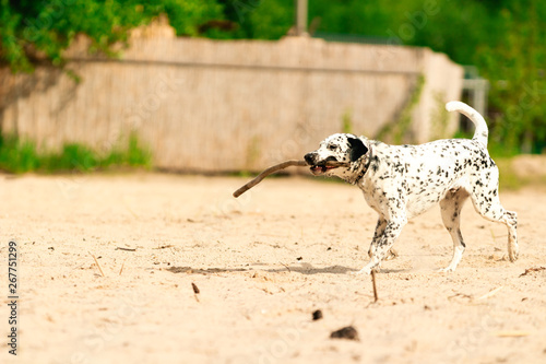 Dog playing in the sand. A white spotted dog running with a stick on a sunny day.