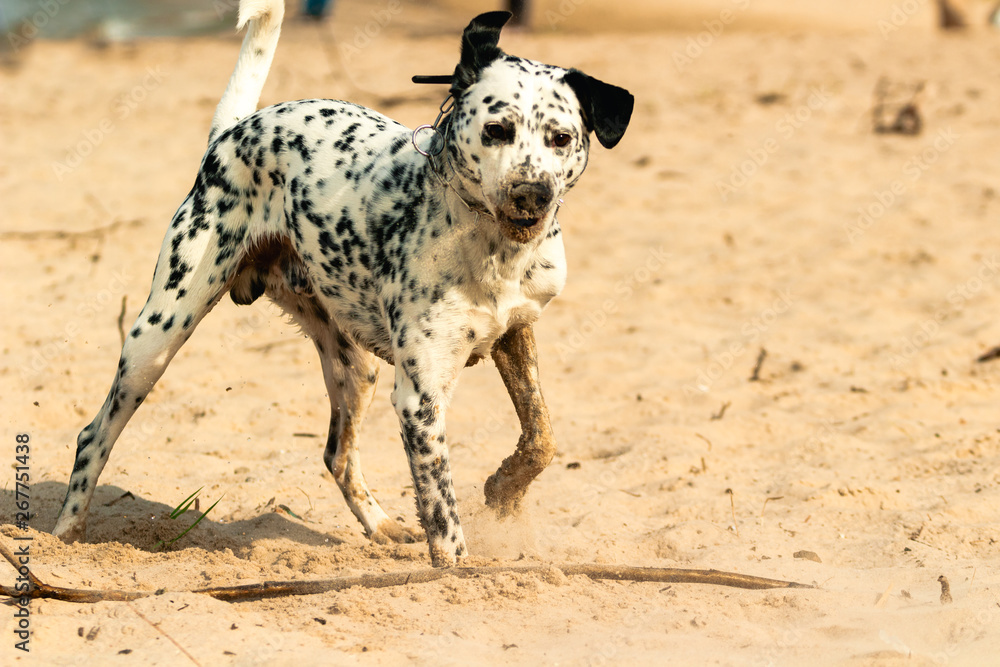 Dog playing on the beach. A white spotted dog digging in sand on the beach. Dog playing on the beach. A white spotted dog digging in sand on the beach.