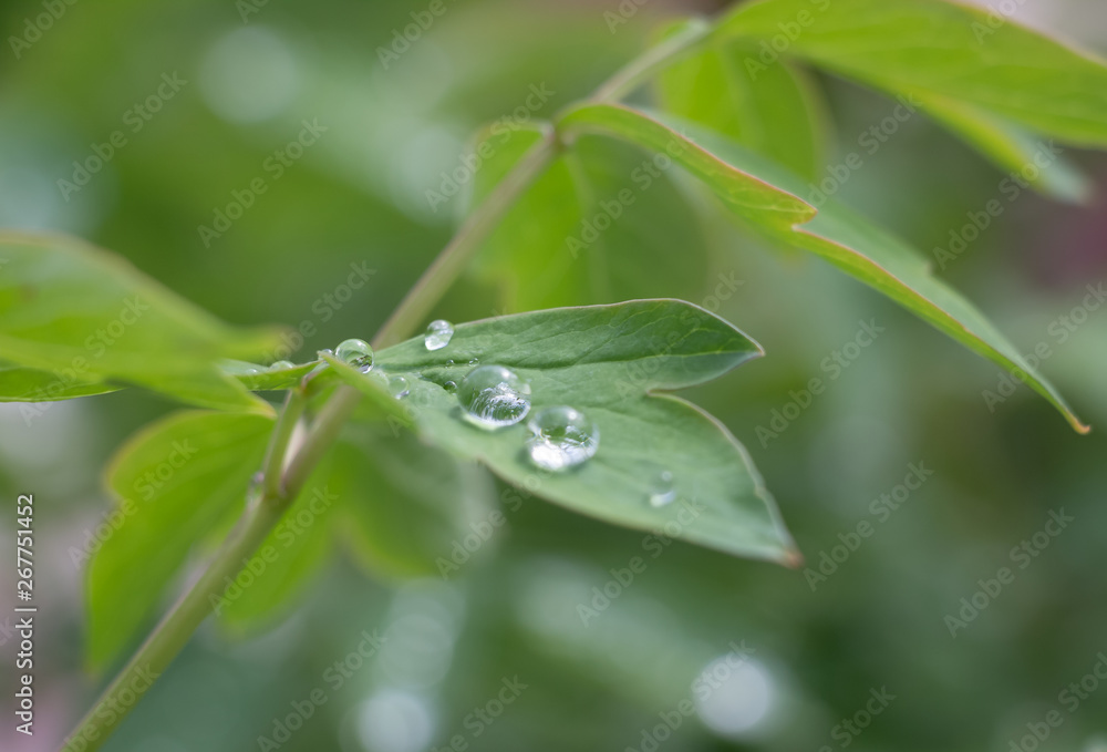 Dew on flowers close up, big drops of dew on flowers, Dew on flowers after rain Dew on flowers close up, big drops of dew on flowers, Dew on flowers after rain