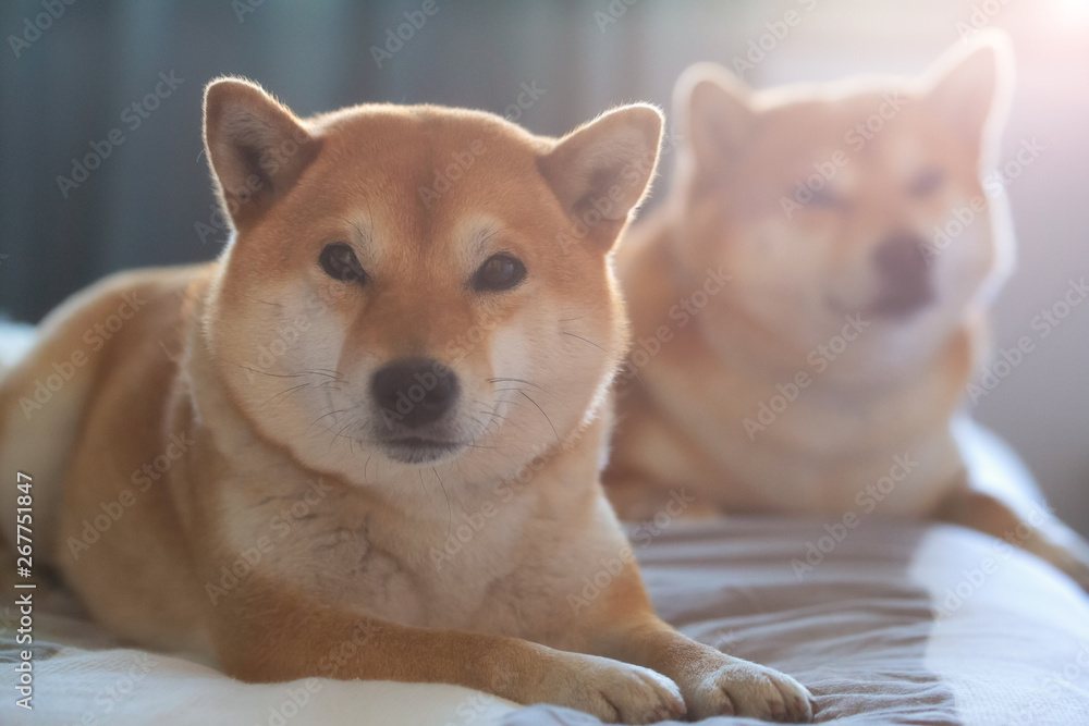 Shiba Inu chilling in the bed and sunlight Shiba Inu chilling in the bed and sunlight