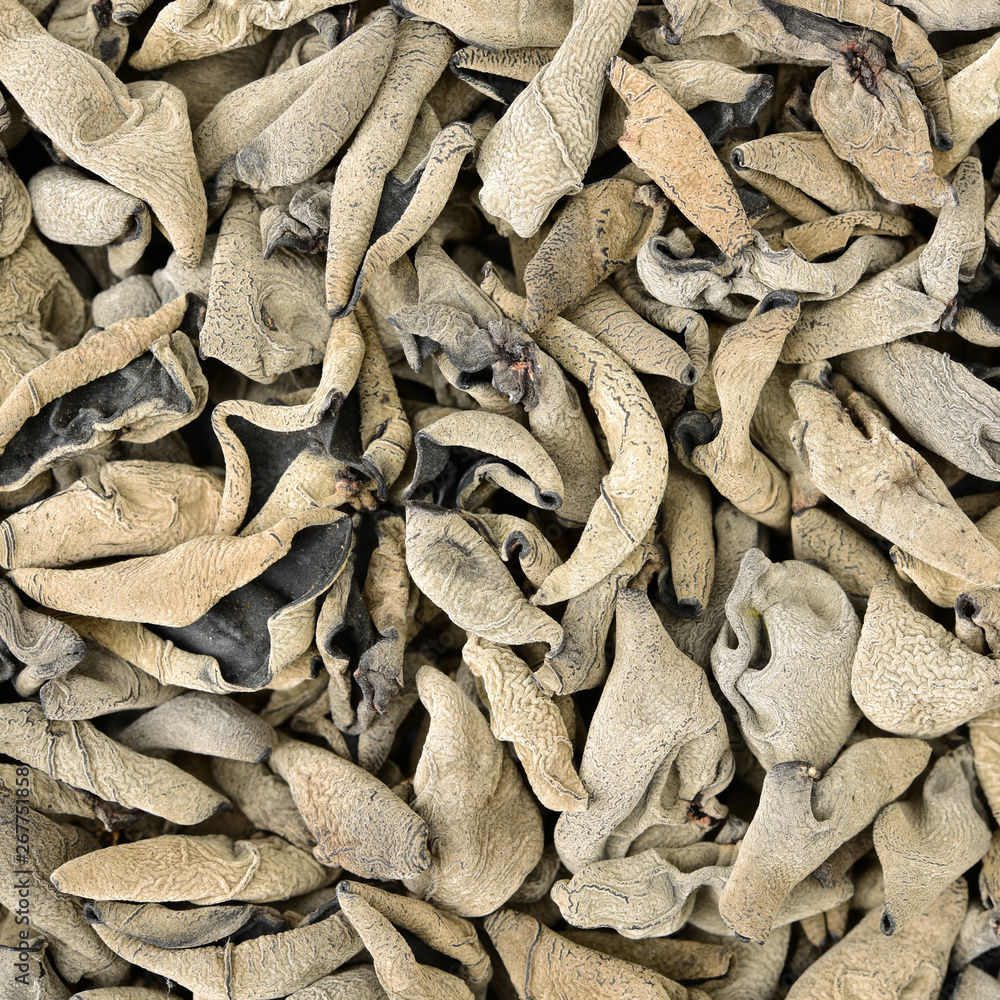 black fungus background black fungus background