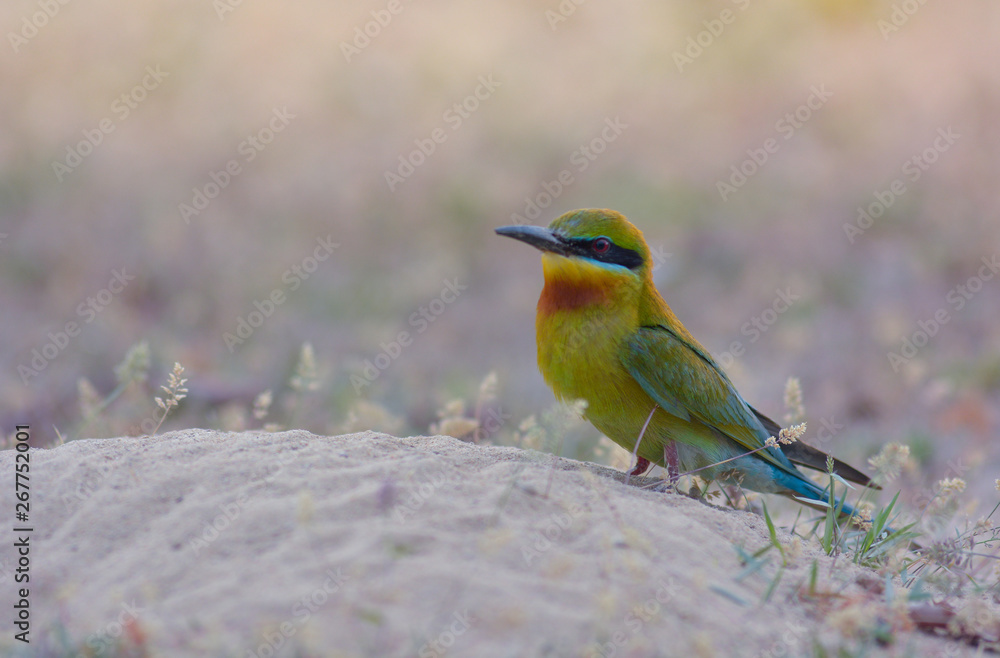 Obraz premium Blue-tailed bee-eater
