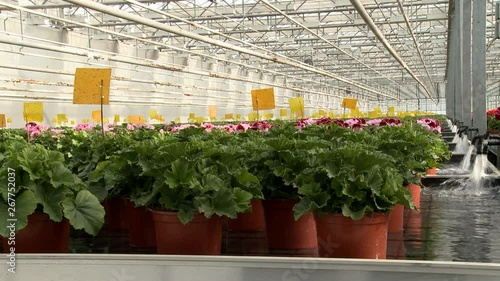 Plants watering in industrial greenhouse video