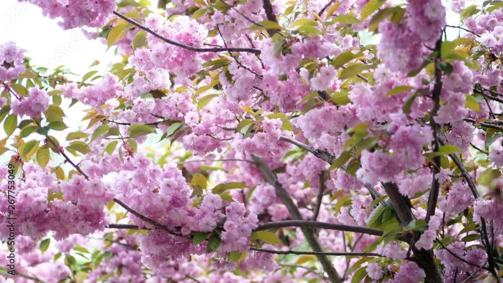 Close-up, cherry blossoms. Beautiful, delicate pink flowers on the tree. blossoming sakura, Close-up, cherry blossoms. Beautiful, delicate pink flowers on the tree. blossoming sakura,