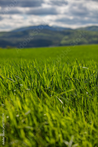field of green wheat on the hills