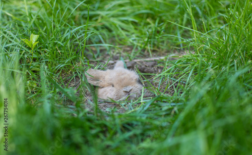 the rabbit is sleeping in a hole © serikbaib
