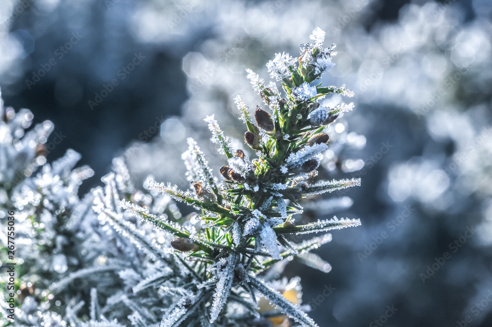 winter toned frosted gorse macro winter toned frosted gorse macro