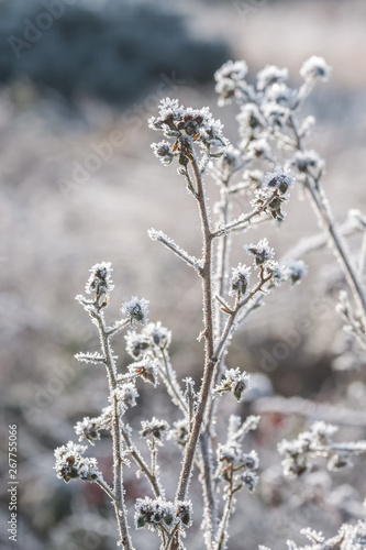 spring sunshine on frosted vegetation © Steve Mann