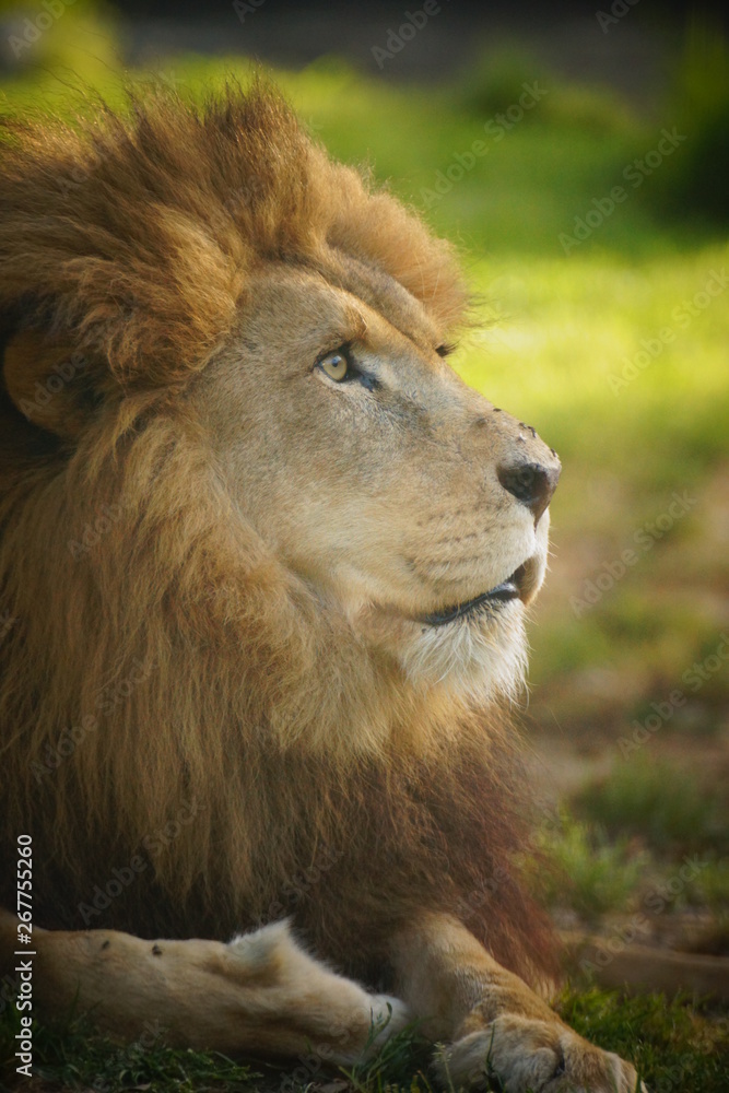 Naklejka premium Lion