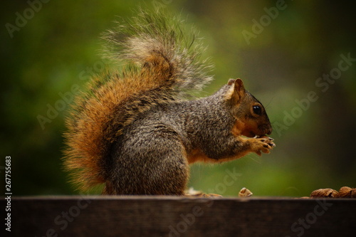 Beautifule squirrel eating nut in the park