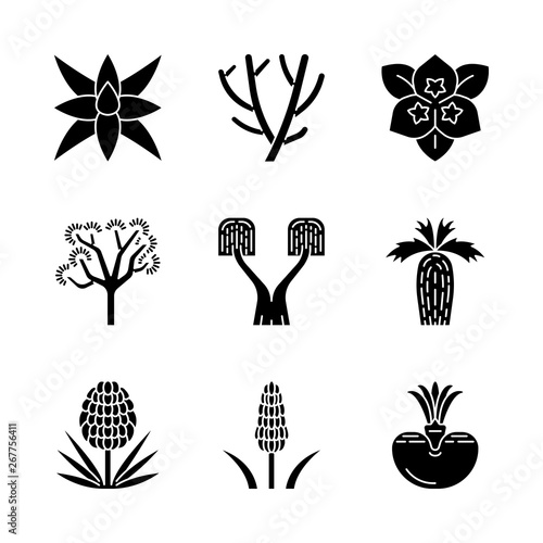 Desert plants glyph icons set