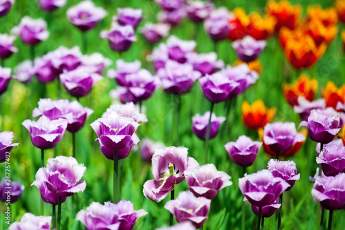 Many purple and red tulips flowers on blurred background closeup, blooming summer field with violet tulips, spring season green meadow blossom flowers, floral pattern, greeting card design, copy space