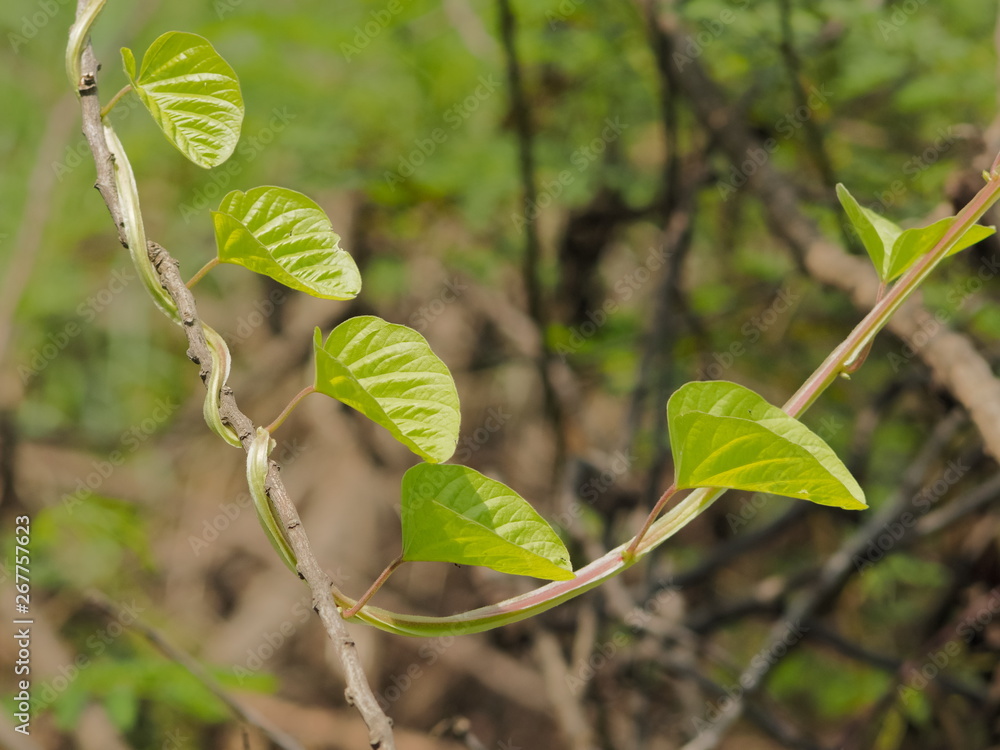 Green leaves shape hearts of Devil’s Trumpet on branch with green nature blurred background. known as jimsonweed, devil's snare, devil's trumpet, moon flower, toloache, hell's bells, Jamestown weed. Green leaves shape hearts of Devil’s Trumpet on branch with green nature blurred background. known as jimsonweed, devil's snare, devil's trumpet, moon flower, toloache, hell's bells, Jamestown weed.