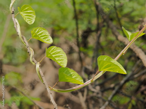 Green leaves shape hearts of Devil’s Trumpet on branch with green nature blurred background. known as jimsonweed, devil's snare, devil's trumpet, moon flower, toloache, hell's bells, Jamestown weed. photo