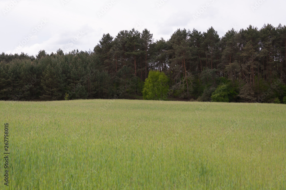 Fototapeta premium Spring meadow and blue sky over grass field, countryside landscape