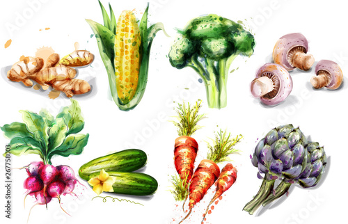 Vegetables watercolor Vector set collection. Mushrooms, corn, radish and artichokes