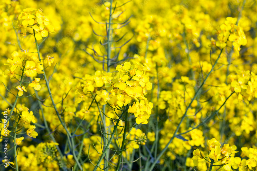Yellow field of rape plant Yellow field of rape plant