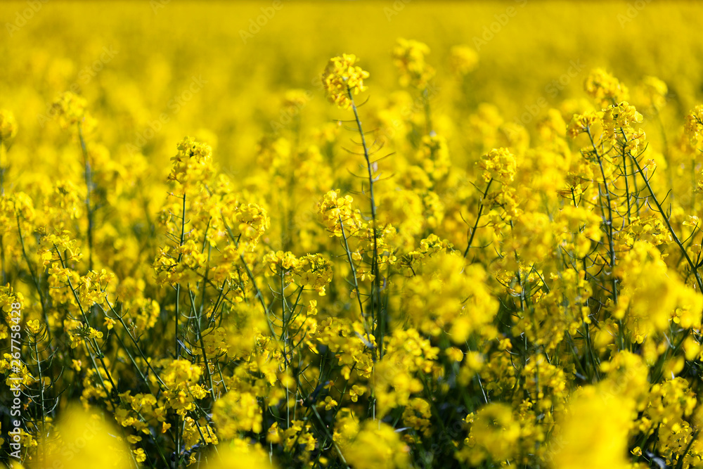 Obraz premium Rape Blossoms field on springtime