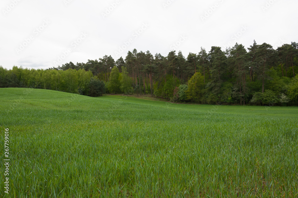 Obraz premium Spring meadow and blue sky over grass field, countryside landscape