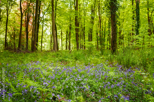 Fototapeta Naklejka Na Ścianę i Meble -  Bluebells in woodland on a sunny Spring morning in Wiltshire, Uk