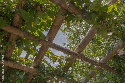 Dans les jardins du monastère de Cimiez à Nice photo