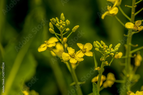 Żółte kwiaty na łodydze rzepaku