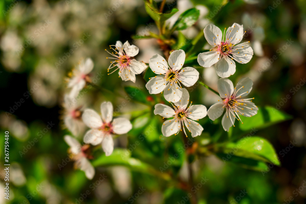 Fototapeta premium white flowers on a branch with leaves