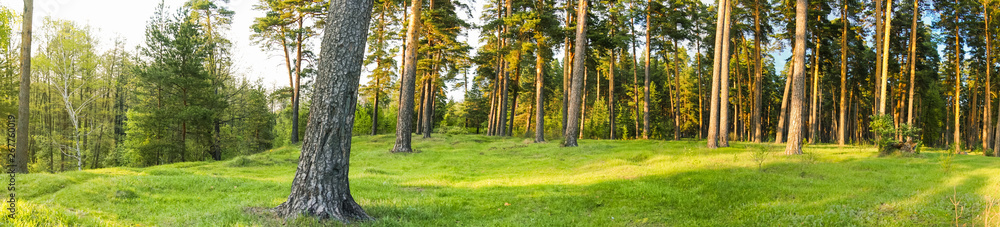 Naklejka premium panorama of pine forest trunks