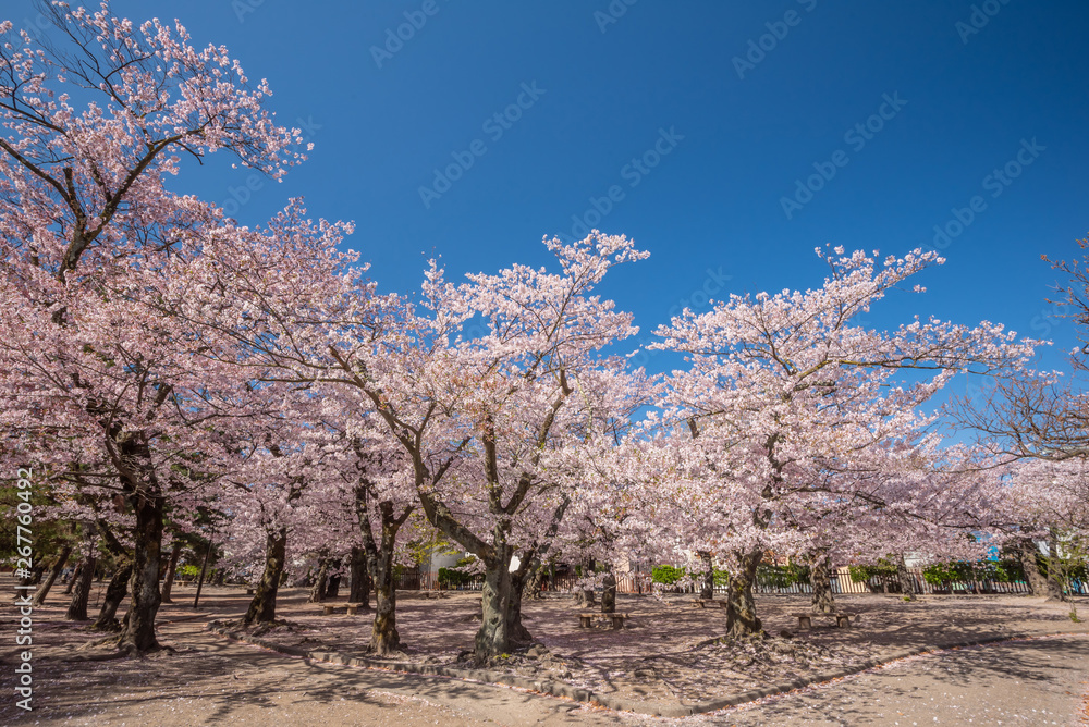 Cherry Blossom full bloom at Matsumoto castle