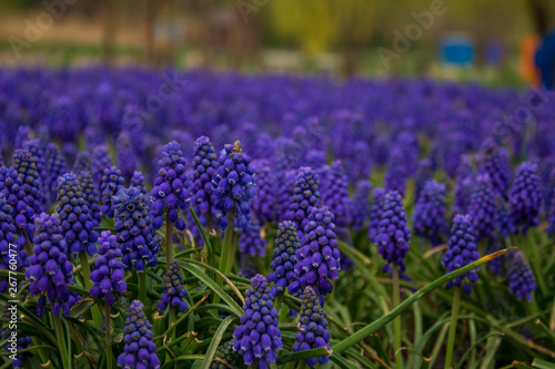 Beautiful hyacinths are blooming in the park.