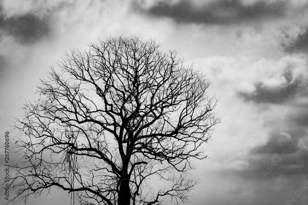 Silhouette leafless tree. Silhouette dead tree on dark dramatic sky and clouds background for scary or death. Halloween day background. Hopeless, despair, and lament concept. Sad and depressed feel. Silhouette leafless tree. Silhouette dead tree on dark dramatic sky and clouds background for scary or death. Halloween day background. Hopeless, despair, and lament concept. Sad and depressed feel.