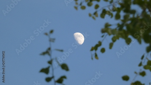 Birch Tree & Hawthorn under a Spring Moon  (2) photo