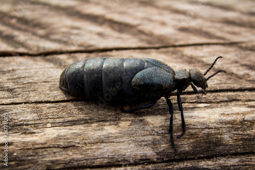  Black beetle, which is found on the island of Khortytsya.