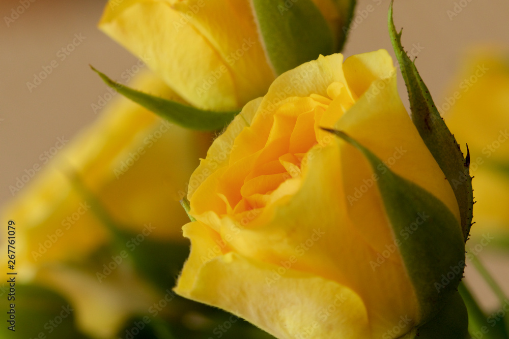 Beautiful tiny yellow roses close up. Beautiful tiny yellow roses close up.