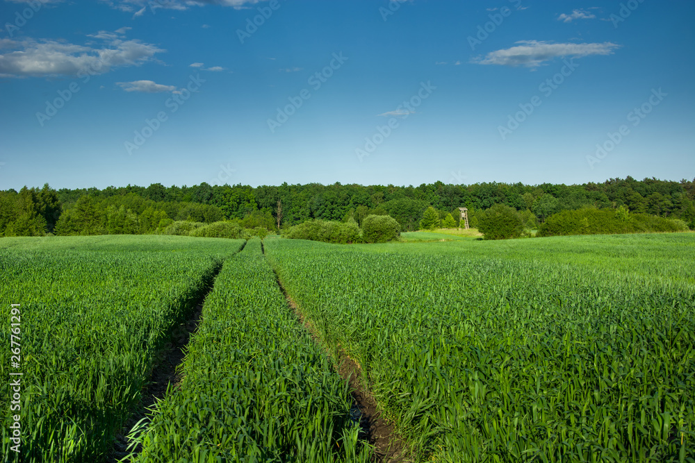 Wheel tracks in green grain, forest and blue sky