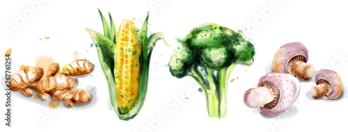 Vegetables watercolor Vector set collection. Mushrooms, corn, brocoli and gingers