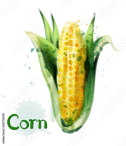 Corn icon watercolor Vector. Delicious maize template icons