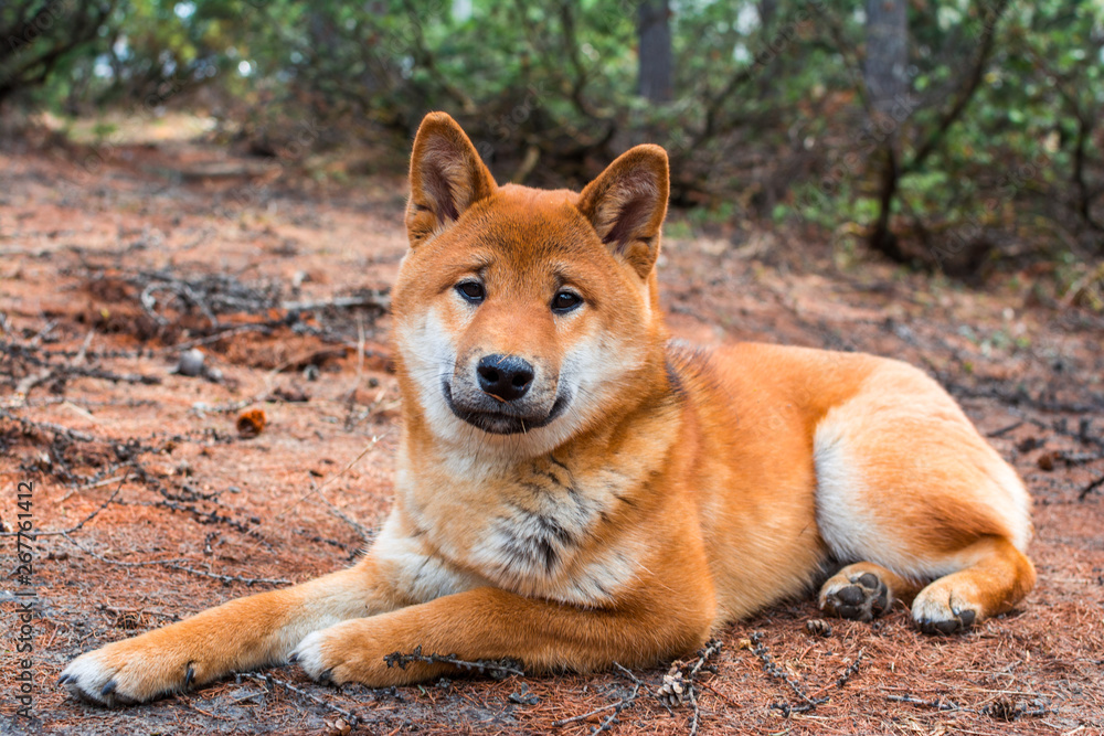 The young dog shiba-inu is lying down resting on the ground