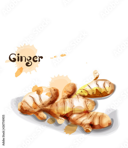 Ginger Vector watercolor. delicious icon vegetable templates