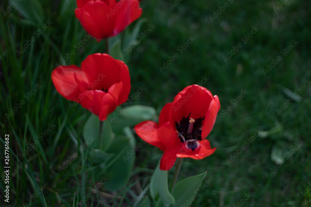 Red flowers and green grass background Red flowers and green grass background
