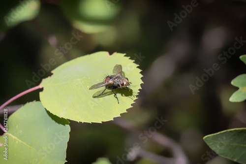 Fly on Leaf with an Afternoon Shadow photo