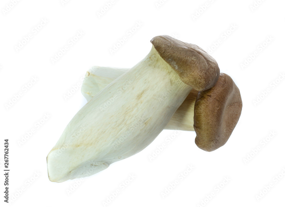 King Oyster mushrooms isolated on white background King Oyster mushrooms isolated on white background