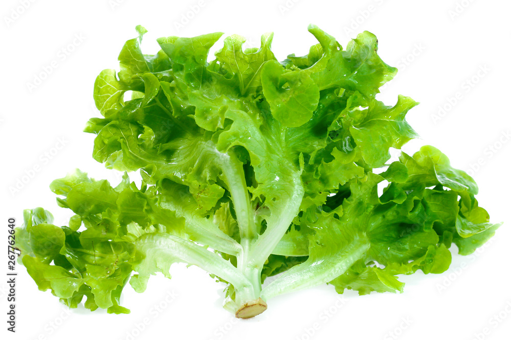 Fresh lettuce leaves isolated on white background Fresh lettuce leaves isolated on white background