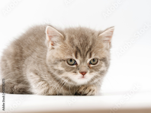 little funny kittens on a white background